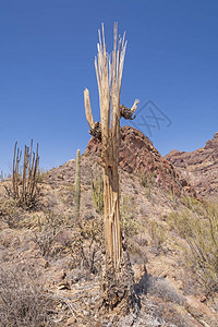 亚利桑那州器官管道仙人掌纪念碑沙漠中的SaguaroSk图片