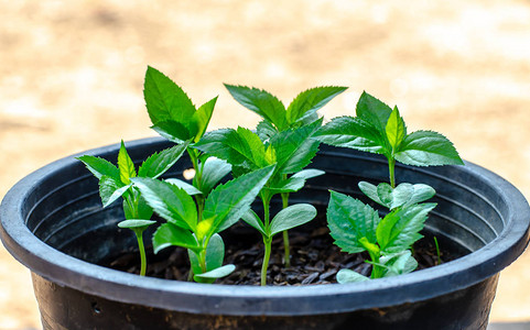 照片  |苹果幼苗的近景照片  |树上成熟的果味苹果506992917照片