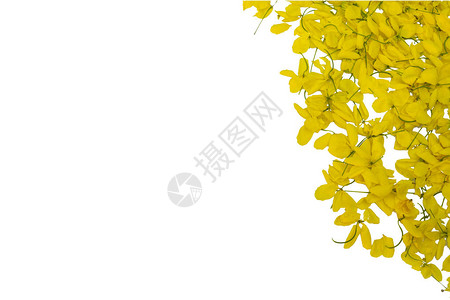 孤立白底黄色的黄花图片