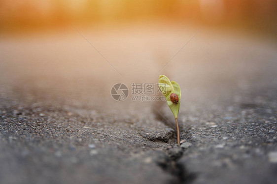 年轻植物生长在坚固的地面上的裂缝中与一只雄小草鸟一起在阳光下升起这个概念是生命图片