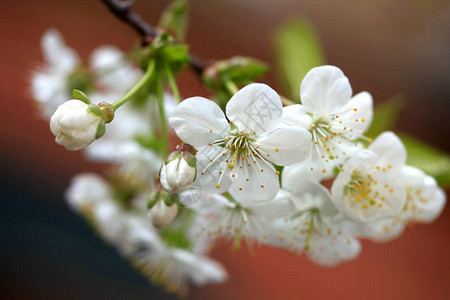 春天树上的白花图片