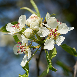 春天野苹果树上的花朵图片