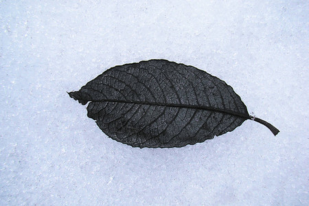 一棵树的黑色枯叶躺在白雪的背景上背景图片