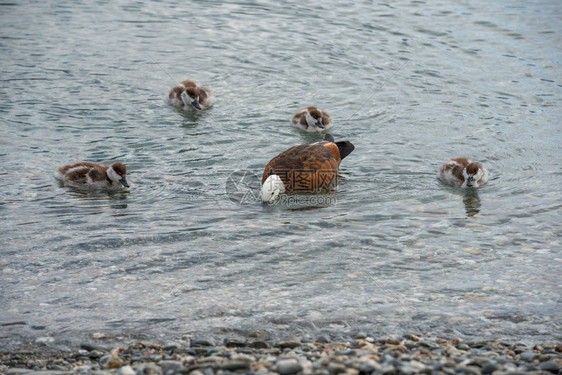鸭妈正在教她的小鸭子如何在新西兰瓦卡蒂普湖的浅图片