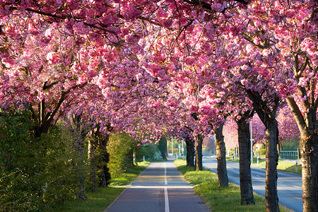 德国马格德堡市中心春天的樱桃图片