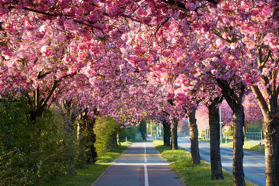 德国马格德堡市中心春天的樱桃图片