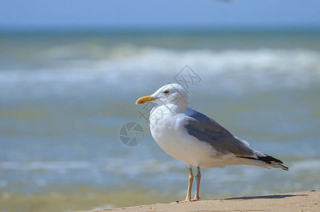 信天翁站在海的沙滩上图片