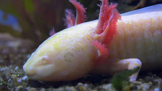 墨西哥步行鱼Axolotl墨西哥图片