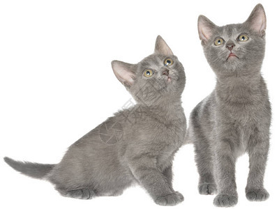 两只灰色短发小猫坐在白色图片