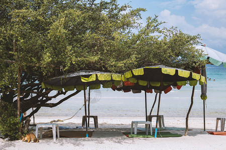 泰国海滩上的雨伞图片