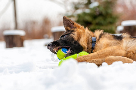 一只美丽的德国牧羊犬狗在冬天的雪地里玩图片