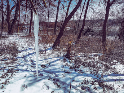 冬天树上的冰柱图片