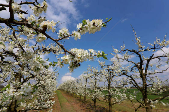 果树园春天波兰图片