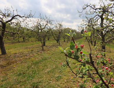 果树园春天波兰图片