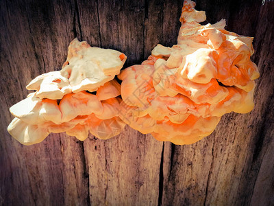 树上的橘子蘑菇图片