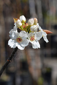 日本梨Hosui拉丁名Pyruspyrifolia图片