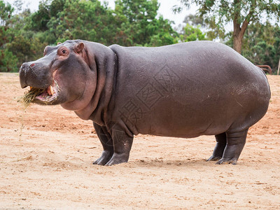 常见的河马Hippopotamusamphibius或河马图片