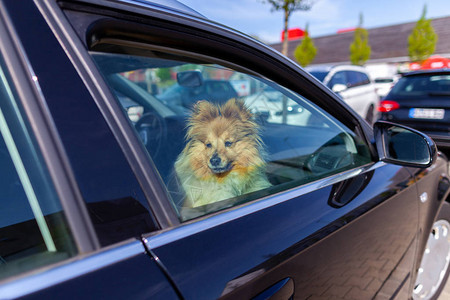 设得兰群岛牧羊犬从车窗外望去图片