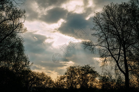 突破阳光穿过森林和树木上空的云层图片