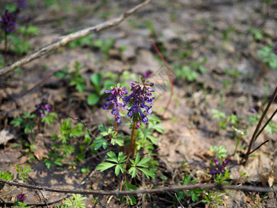 Corydalis春林中Corydal图片