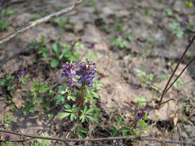 Corydalis春林中Corydal图片