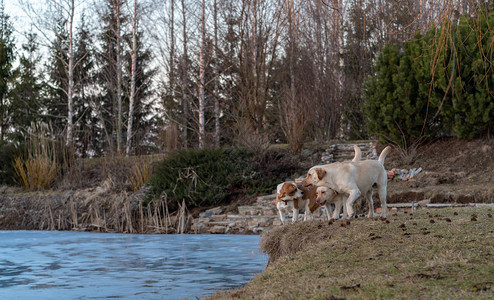 冬天在池塘的农村有三只狗图片