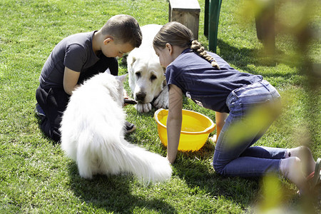 孩子们展示猫和狗在青图片