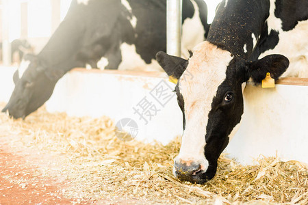 在堆肥谷仓系统中吃牛奶的牛群禁闭保证了动物的舒适度以及更高的生产图片