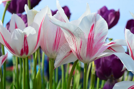 伍德本俄勒冈WoodenShoeTulip图片