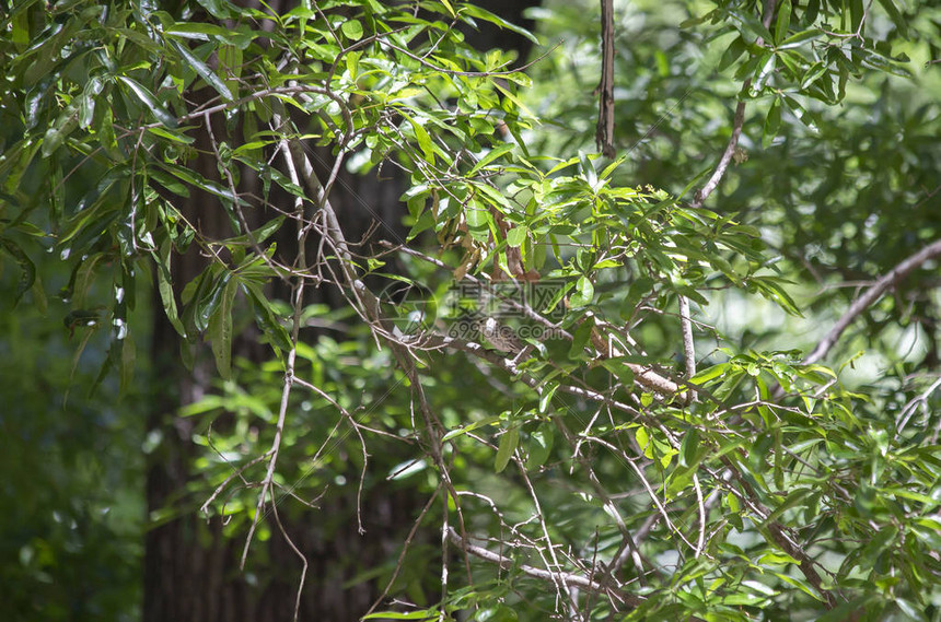 躲藏在灌木丛中的马什Cistothoruspalu图片