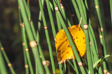 落下的泛黄木质叶子卡在马尾草叶片之间桦树秋天的叶子关闭秋天的绿色和黄色背景与木贼在阳光图片