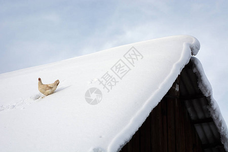 乐观的母鸡坐在旧木村屋的积雪屋顶上飞鸡在冬天从鸡舍里逃出来生活自由鸟在山顶享受生图片