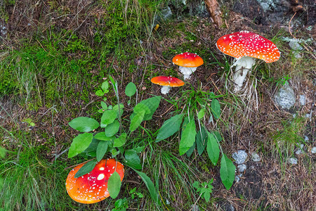 在波兰森林绿草地上生长的红帽和白点之间图片