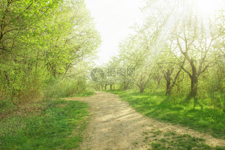 草地上的公园自然小径高清图片下载-正版图片506013827-摄图网