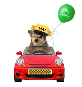 戴帽子的警犬出租车司机在一辆红色汽车里图片