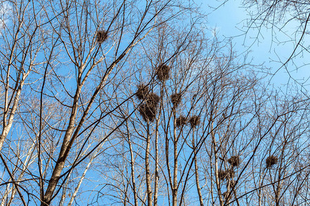 在树枝的鸟巢反对蓝天图片