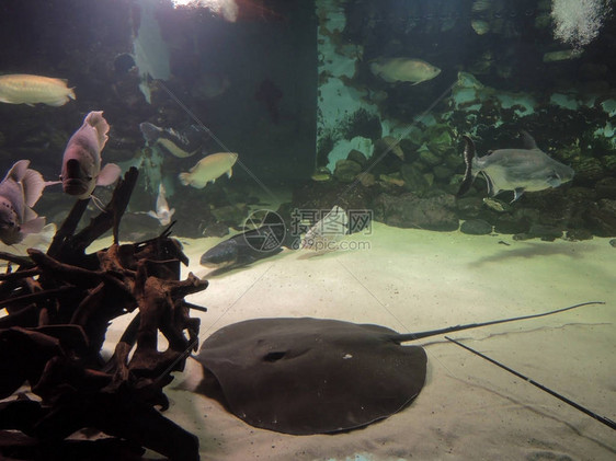 水族馆沙床上的黑色黄貂鱼图片