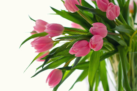 花瓶里的新鲜粉红色郁金香花束图片
