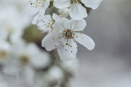 含白花和绿背景叶子的鲜梅花树羽树枝图片