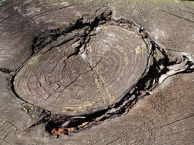 木结构原始而美丽木结构松木有裂纹和结节木材的主要物理特包括图片
