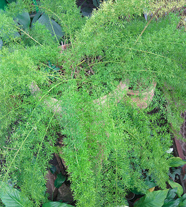 装饰植物家庭植图片