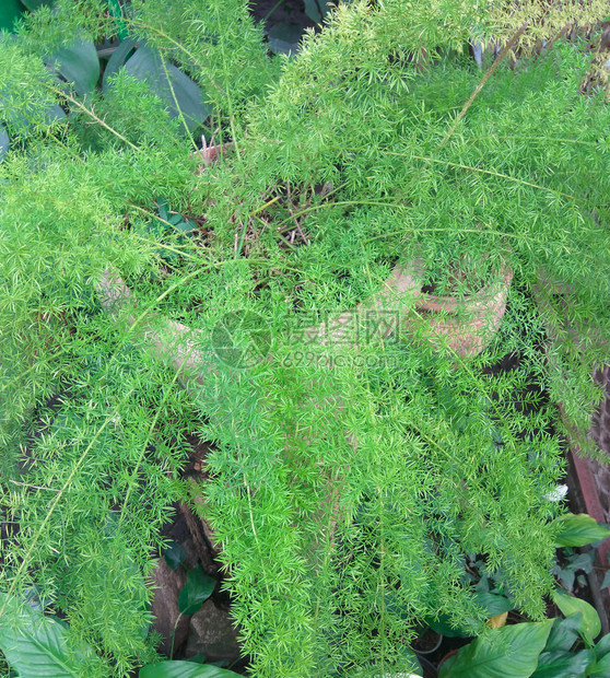 装饰植物家庭植图片