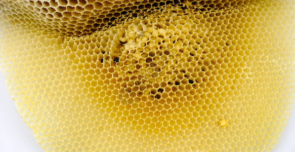 闭合蜂窝和蜜蜂在蜂图片
