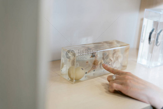 博物馆里的动物在人们面前展出鸡在玻璃下被木乃伊图片