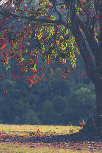 秋季的树木热带图片