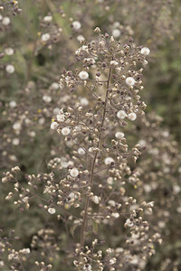 花卉园公里的花图片