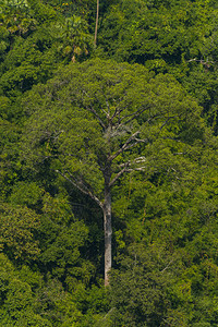 Yai公园热带雨林自然资源分布图图片