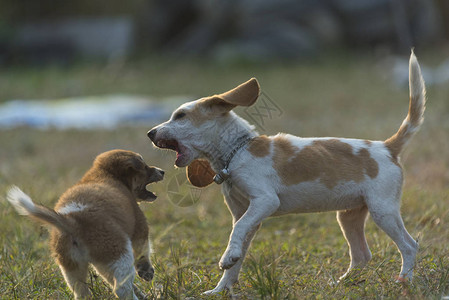 Puppies狗在草地上玩图片