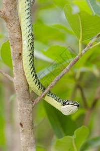黑曼巴泰国热带森林树上绿色曼巴蛇的封闭背景