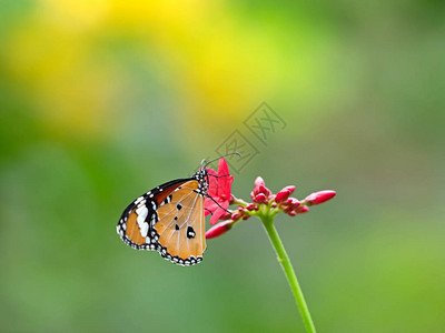 虎蝴蝶正在从红花选择焦图片